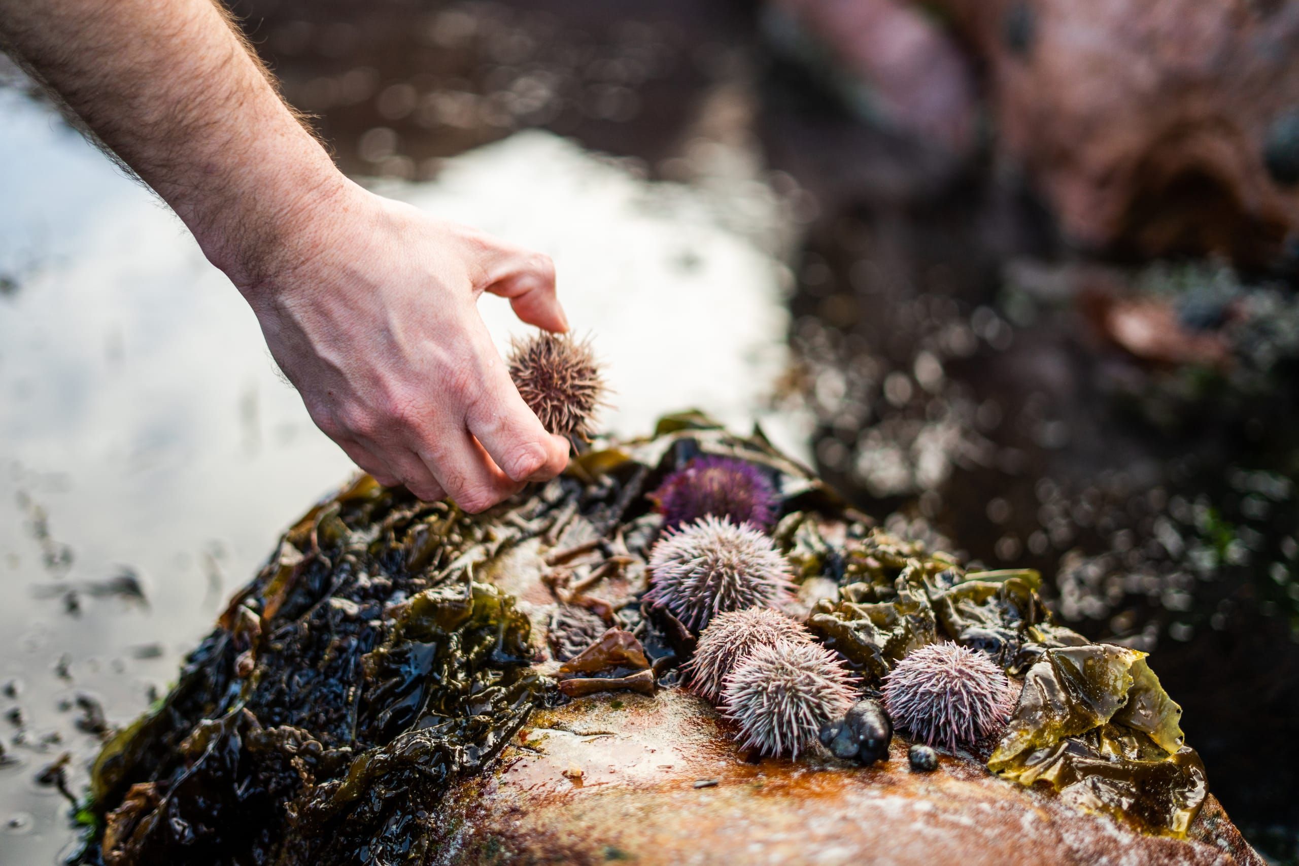 A chef finishing a dish of the day's responsibly sourced catch