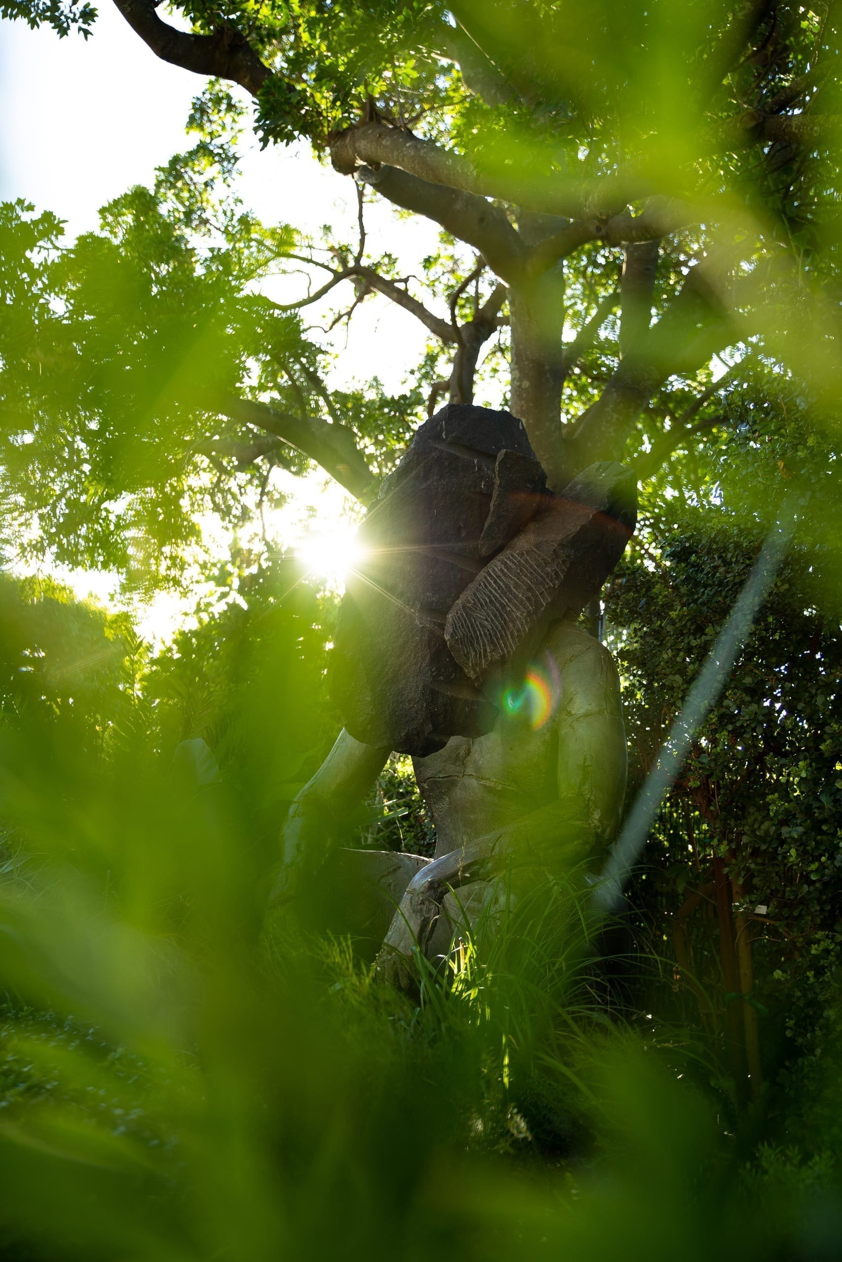 Sunlight through the indigenous gardens
