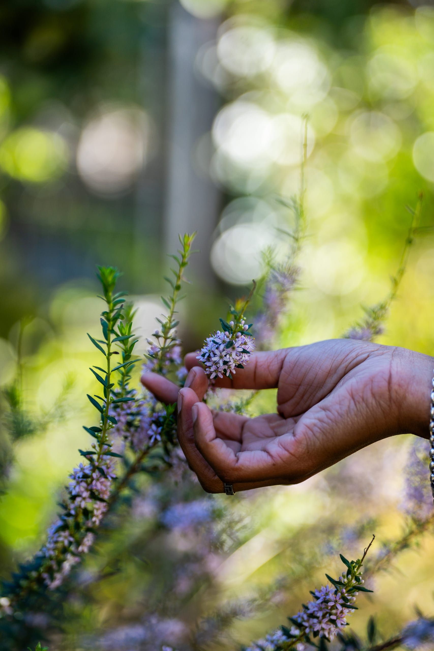 Hands arranging edible flowers, a study in care and craft