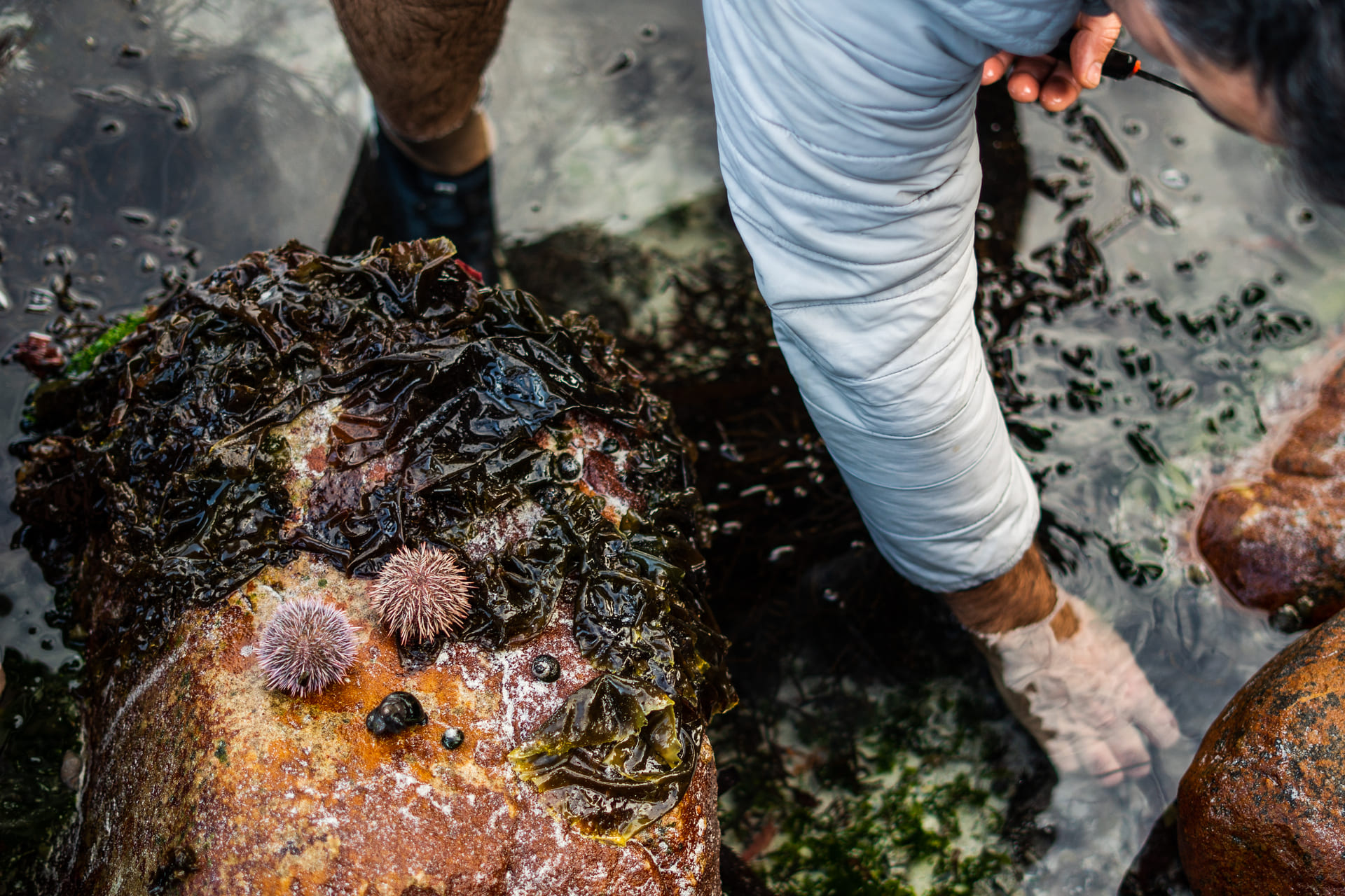 sea-urchins-2.jpg