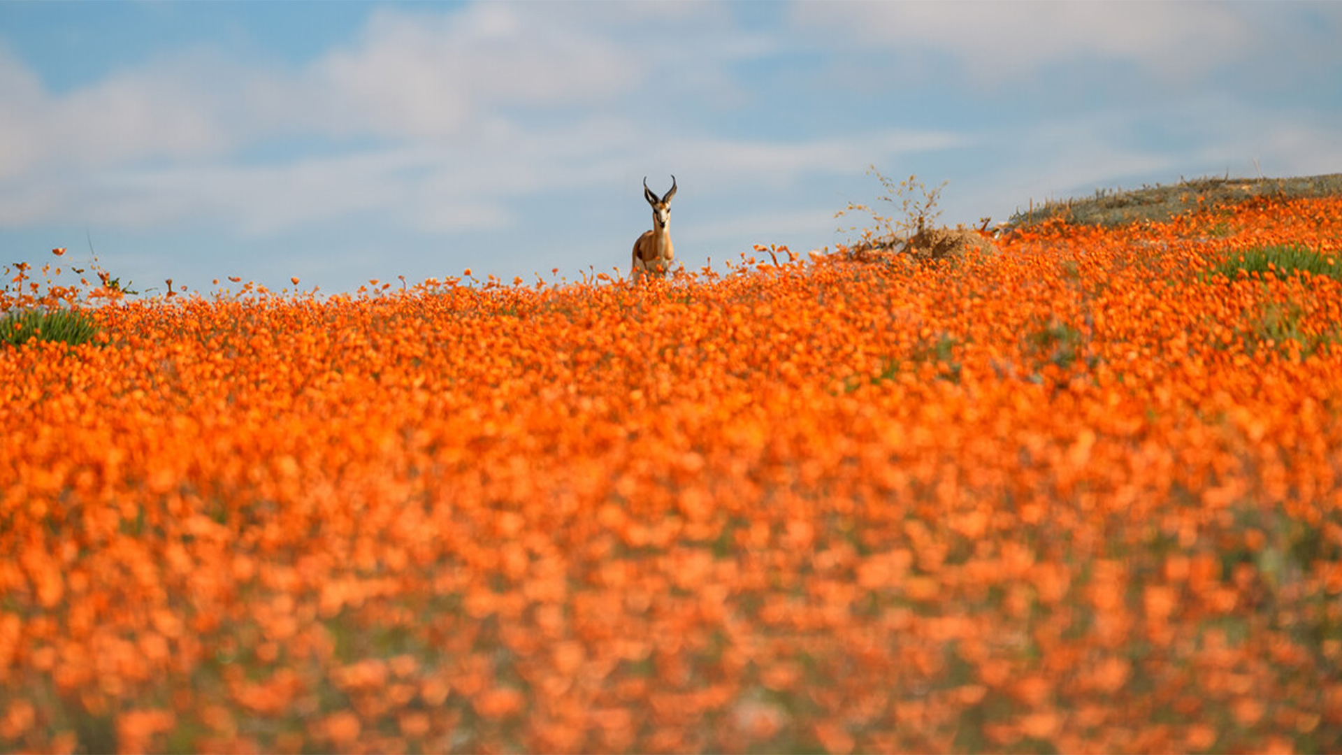 Spring Spectacle.jpg
